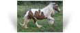 Sassie Lassie